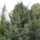 Picea likiangensis rubescens - Likianfichte