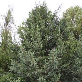Picea likiangensis rubescens