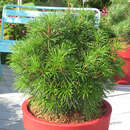 Sciadopitys verticillata 'Grüne Kugel' - Kugel-Schirmtanne