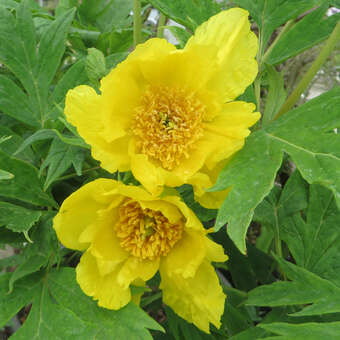 Paeonia lutea ludlowii