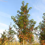 Acer 'Norwegian Sunset' - Norwegischer Ahorn