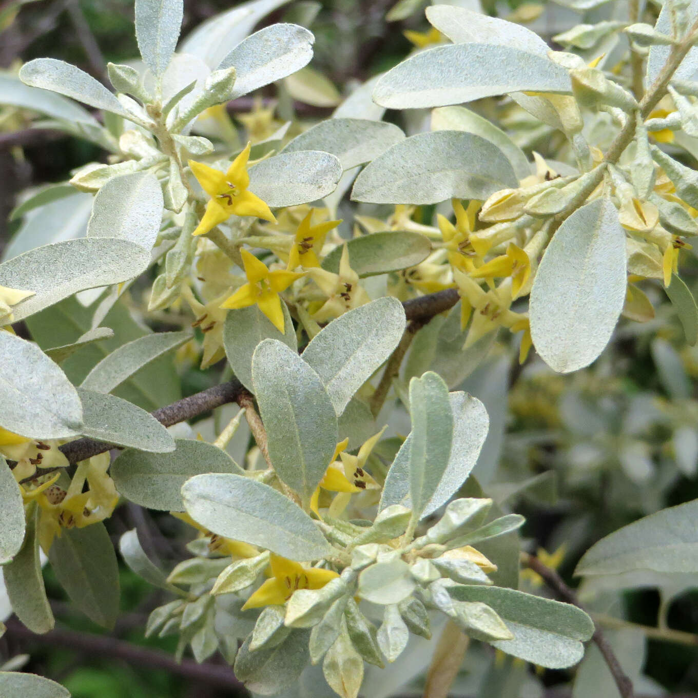 Schmalblättrige Ölweide Elaeagnus angustif. 'Quicksilver' gelb