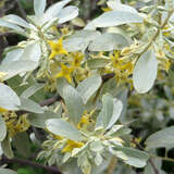 Elaeagnus angustifolia 'Quicksilver' - Schmalblättrige Ölweide
