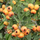 Crataegus azarolus - Azarol-Apfel