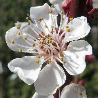 Prunus armeniaca 'Klosterneuburger'
