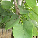 Tilia americana 'Fastigiata' - Amerikanische Säulenlinde