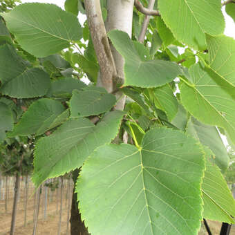 Tilia americana 'Fastigiata'