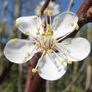 Prunus arm. 'Frühe Rosenmarille' - Marille