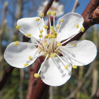 Prunus armeniaca 'Frühe Rosenmarille'