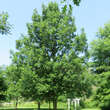 Quercus macrocarpa: Bild 1/3