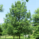 Quercus macrocarpa - Großfrüchtige Eiche