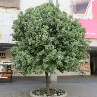 Sorbus aria 'Lutescens'