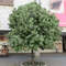 Sorbaria sorbifolia Sorbaria sorbifolia