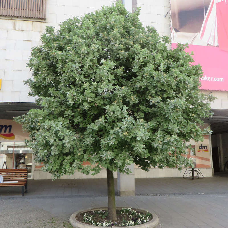 Weißfilzige Mehlbeere Sorbus aria 'Lutescens' weiß