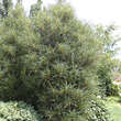 Frangula alnus 'Fine Line': Bild 1/3