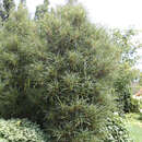 Frangula alnus 'Fine Line' - Farnblättriger Säulen-Faulbaum