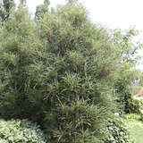 Frangula alnus 'Fine Line' - Farnblättriger Säulen-Faulbaum