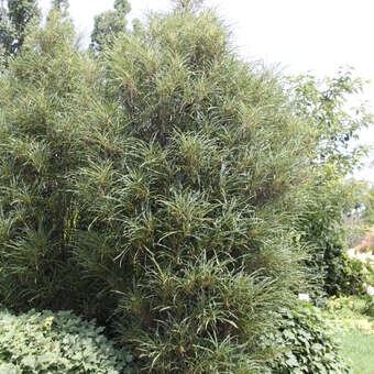 Frangula alnus 'Fine Line'