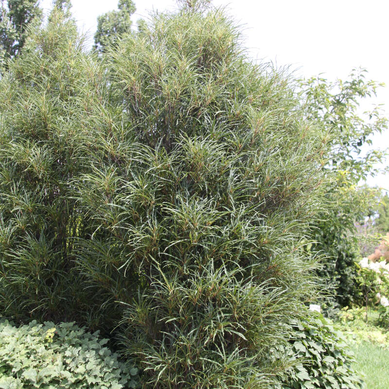 Farnblttriger Sulen-Faulbaum - Frangula alnus 'Fine Line' - wei