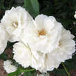 Rhododendron 'Scintillation': Bild 1/2