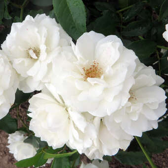 Rhododendron 'Scintillation'
