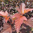 Physocarpus opulif. 'Diable d'Or': Bild 2/8