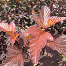 Rotblättrige Blasenspiere - Physocarpus opulifolius 'Diable d'Or'