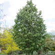 Tilia tomentosa 'Brabant': Bild 1/6