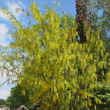 Laburnum anagyroides - Heimischer Goldregen