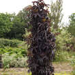 Sambucus nigra 'Black Tower': Bild 1/2