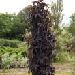 Sambucus nigra 'Black Tower': Bild 1/2