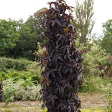 Sambucus nigra 'Black Tower' - Rotblättriger Säulenholunder