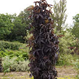 Sambucus nigra 'Black Tower' - Rotblättriger Säulenholunder