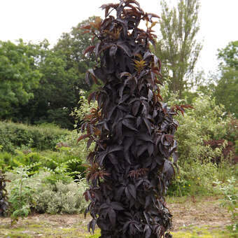 Sambucus nigra 'Black Tower'