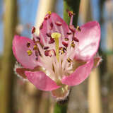 Prunus persica 'Hale Haven' - Pfirsich