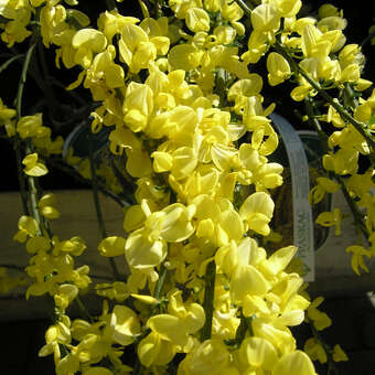 Cytisus kewensis 'Niki'