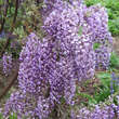 Wisteria floribunda 'Domino': Bild 1/2