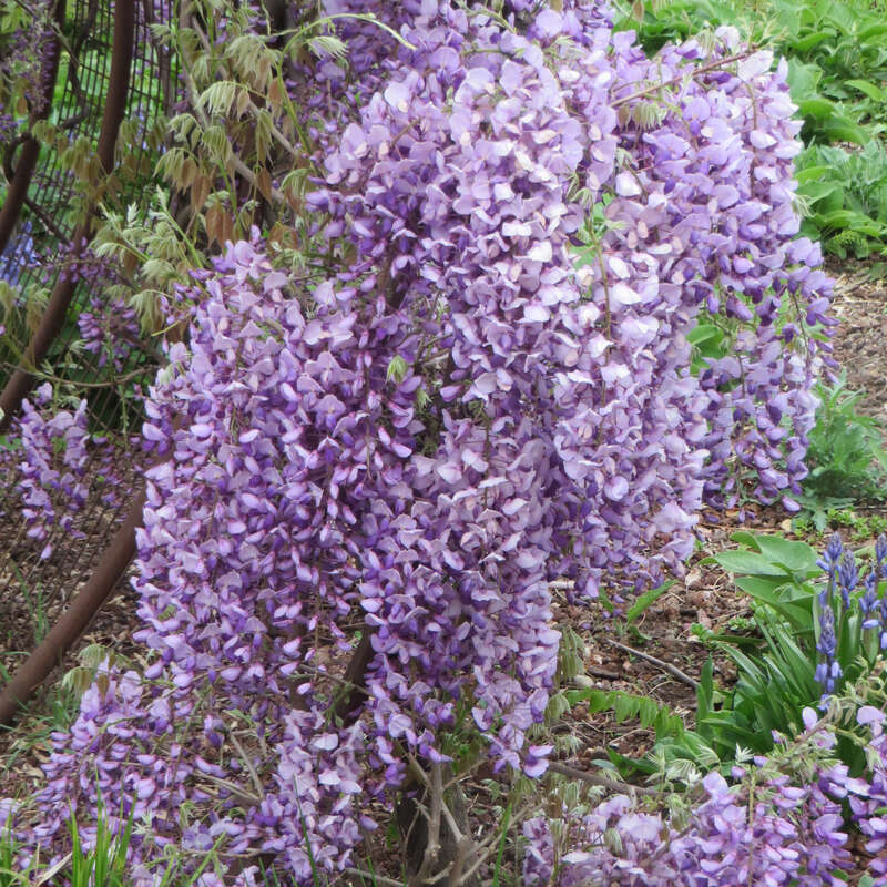 Blauregen Wisteria Floribunda Domino