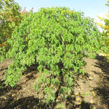 Gleditsia triacanthos 'Emerald Cascade' - Hänge-Lederhülsenbaum