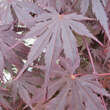 Acer palmatum 'Yasemin': Bild 1/5