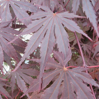 Acer palmatum 'Yasemin'