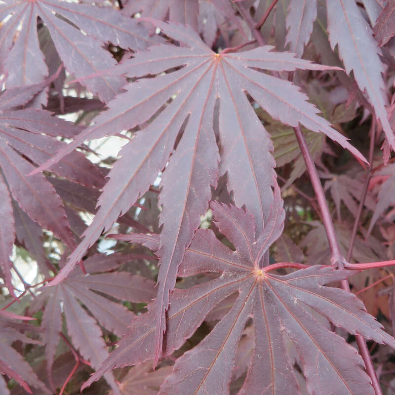 15 Semi Di Acero Giapponese Yasemin &ndash; Acer Palmatum 'Yasemin' &ndash; Coltiva Il Tuo Bonsai