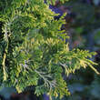 Chamaecyparis obtusa 'Nana Lutea': Bild 3/5