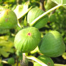 Ficus carica 'Bauernfeige' - Fruchtfeige