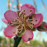 Prunus persica 'Dixired' - Pfirsich