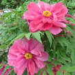 Paeonia suffruticosa rosa: Bild 2/7