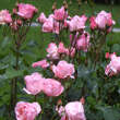 Rose 'The Queen Elizabeth Rose': Bild 4/4