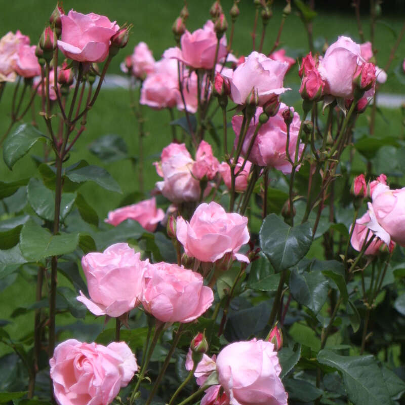 Moderne Edelrose Rose 