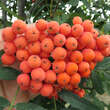 Sorbus 'Bursinka': Bild 1/7