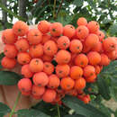 Sorbus 'Bursinka' - Sibirische Vogelbeere, Frucht-Eberesche